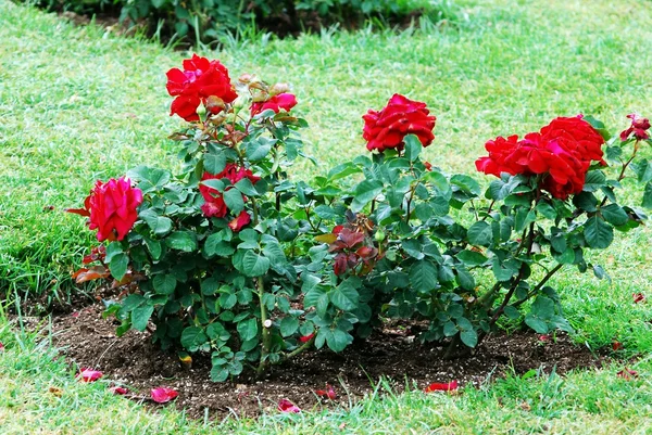 Rosas rojas en el jardín de Roma —  Fotos de Stock