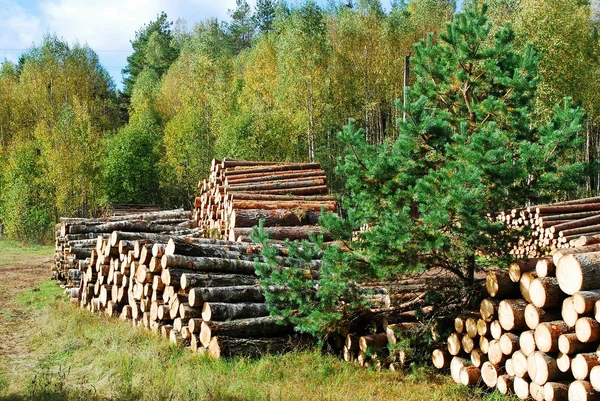 Montón de madera preparada en el bosque europeo —  Fotos de Stock