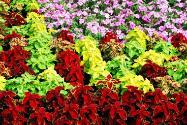 Değişik dekoratif pembe, kırmızı, yeşil çiçek arka plan