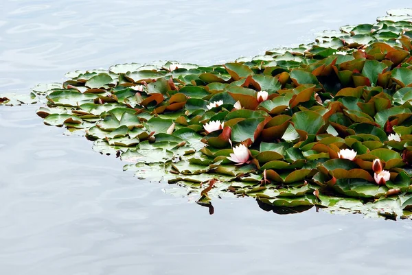 Lys blanc flottant sur un lac — Photo