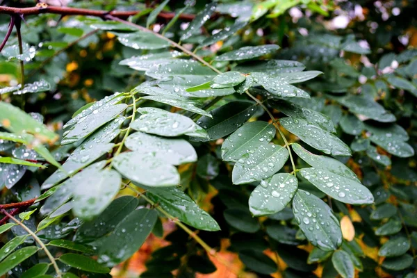 Gouttes d'eau sur les feuilles vertes à l'automne — Photo