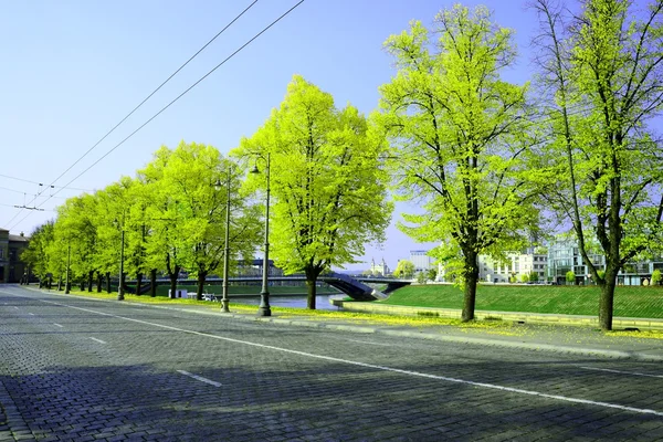 Gröna träd i staden intill gatan — Stockfoto