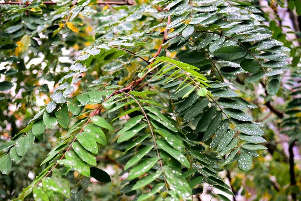 Gouttes d'eau sur les feuilles vertes à l'automne — Photo