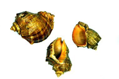 Beyaz bir arka plan karşı üç deniz deniz kabukları 