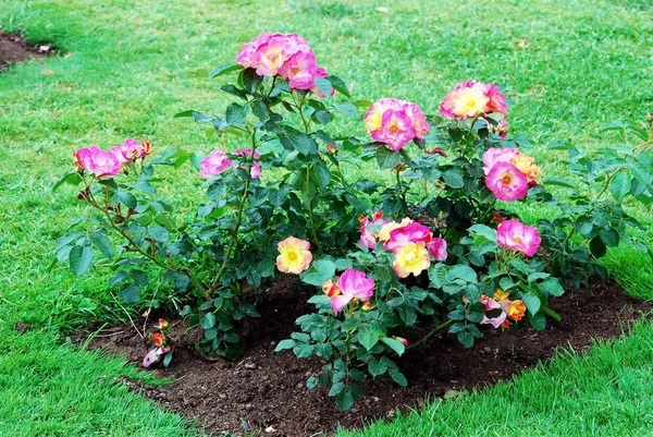 Rosas rojas en el jardín de Roma — Foto de Stock