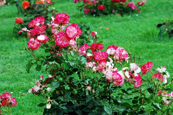 Rosas rojas en el jardín de Roma — Foto de Stock