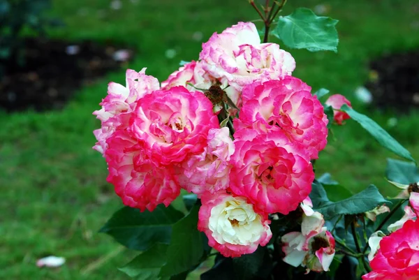 Rosas rojas en el jardín de Roma — Foto de Stock