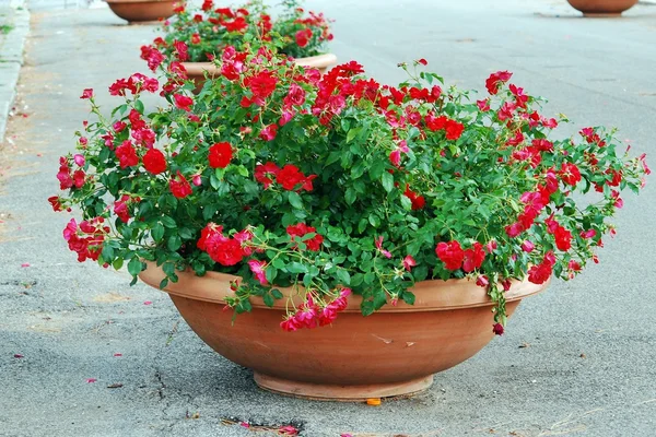 Flores rojas en el jardín de Roma — Foto de Stock