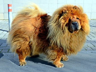 kahverengi chow chow köpek Avrupa İlleri