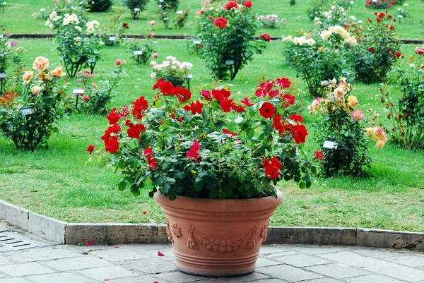 Flores vermelhas no jardim na cidade de Roma — Fotografia de Stock