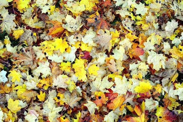 Autumn maple leaves background at autumn time — Stock Photo, Image