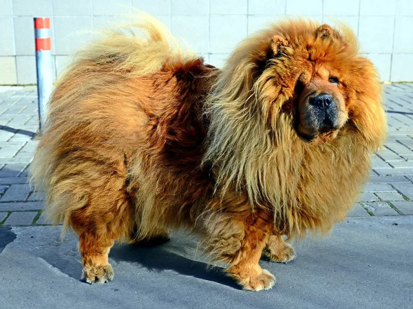 Brown chow chow dog living in the european city — Stock Photo, Image