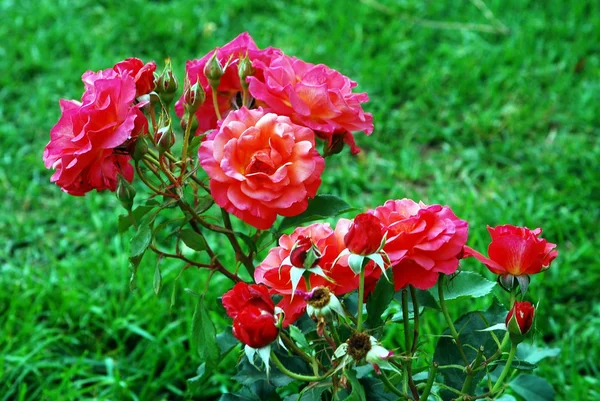 Rosas rojas en el jardín de Roma —  Fotos de Stock