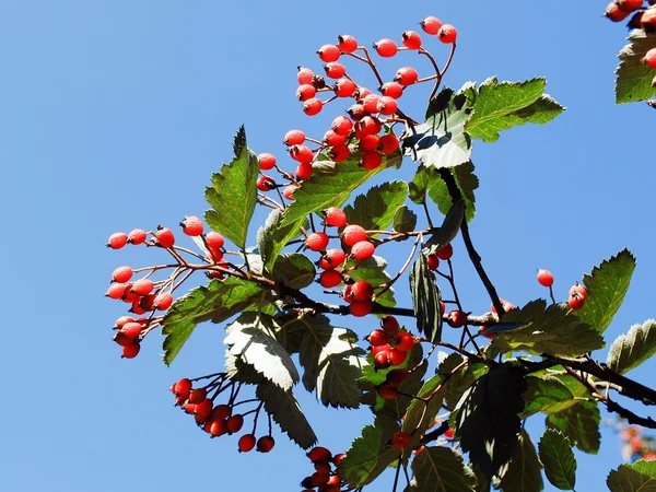 Rote Beeren auf dem Baum im Himmel Hintergrund — Stockfoto