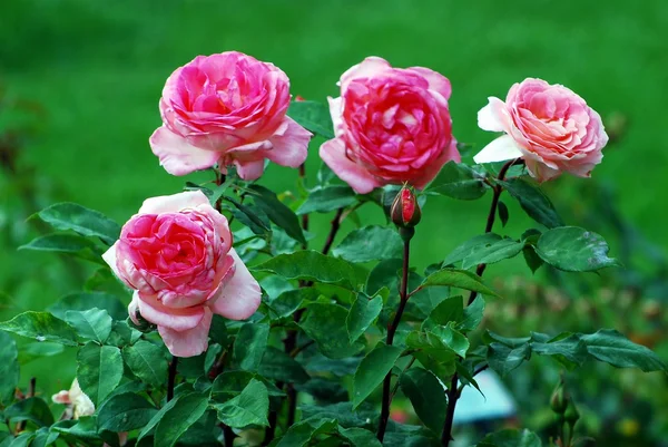 Rosas vermelhas no jardim na cidade de Roma — Fotografia de Stock