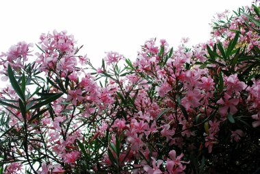 Pembe çiçek çiçekler büyük Bush. Roma