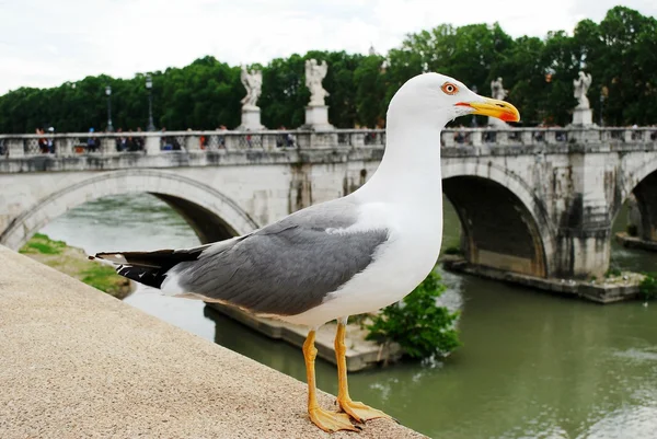 Gabbiano a bordo del fiume Tevere nella città di Roma — Foto Stock