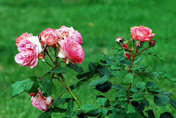 Rote Rosen im Garten der Stadt Rom — Stockfoto