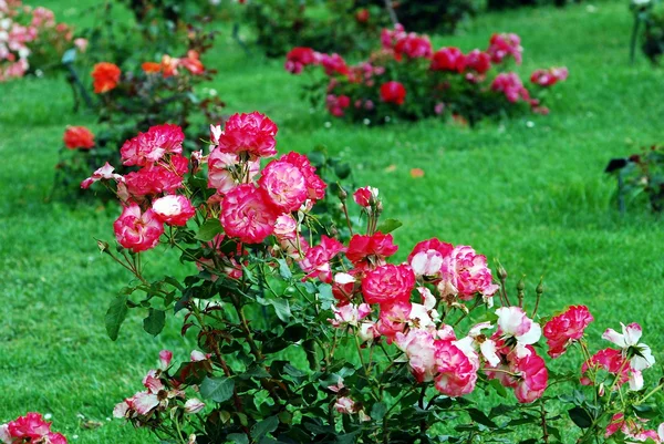 Rote Rosen im Garten der Stadt Rom — Stockfoto