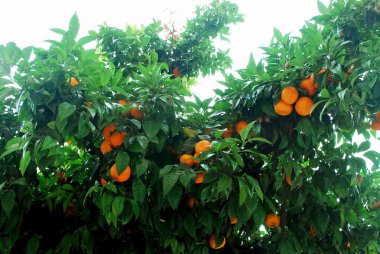 Roma şehir içinde olgunlaşmış meyve ile portakal ağacı