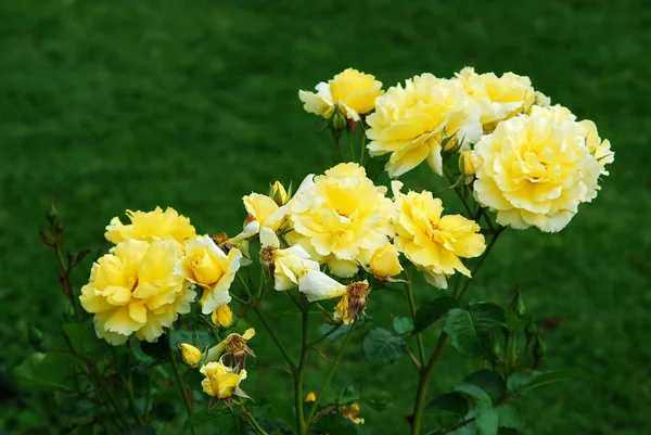 Rosas amarillas en el jardín de Roma — Foto de Stock