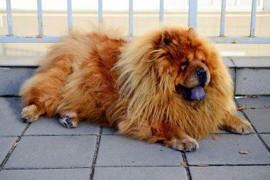 kahverengi chow chow köpek Avrupa İlleri
