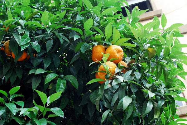 Oranger aux fruits mûrs à Rome — Photo