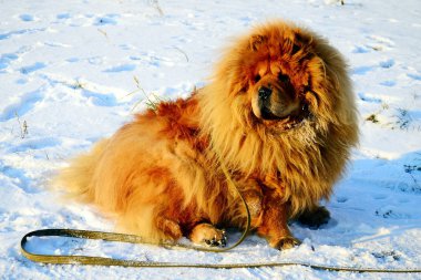 kahverengi chow chow köpek Avrupa İlleri