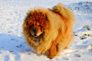 kahverengi chow chow köpek Avrupa İlleri