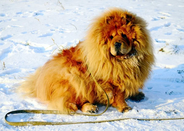 Brun chow chow hund lever i den europeiska staden — Stockfoto