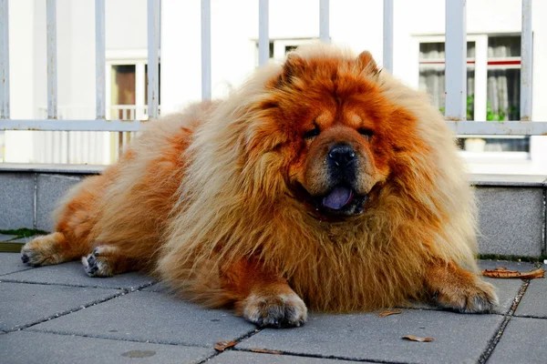 Barna chow chow kutya él a európai városban — Stock Fotó