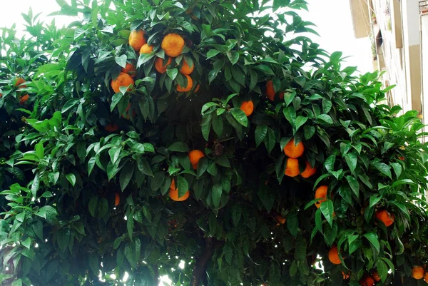 Oranger aux fruits mûrs à Rome — Photo
