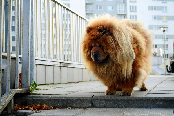 Brown chow chow cão que vive na cidade europeia — Fotografia de Stock