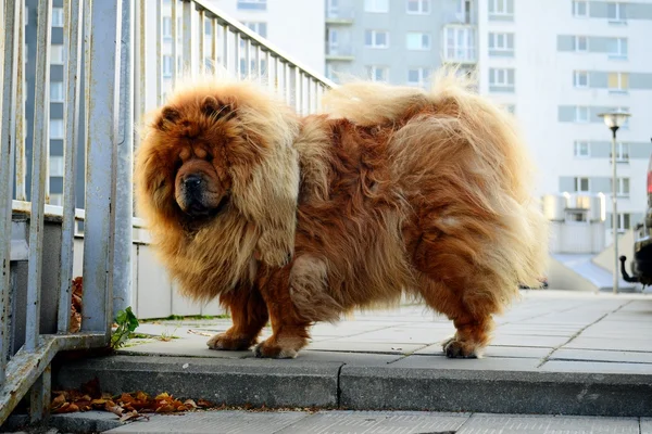 Bruin chow chow hond woont in de Europese stad — Stockfoto