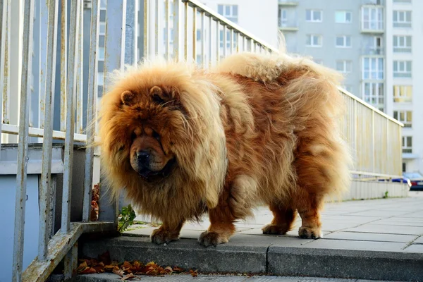 Brun chow chow hund lever i den europeiska staden — Stockfoto