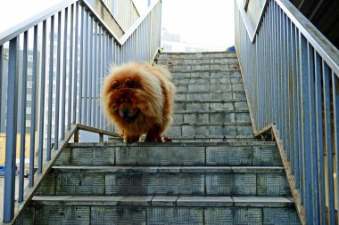 kahverengi chow chow köpek Avrupa İlleri