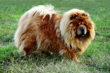 kahverengi chow chow köpek Avrupa İlleri
