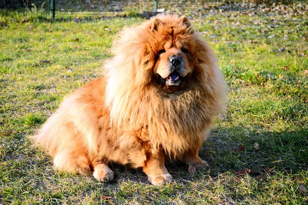 Brun chow chow hund lever i den europeiska staden — Stockfoto