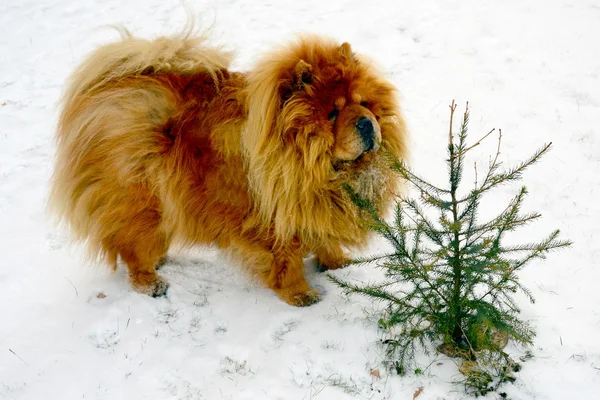 Brun chow chow hund lever i den europeiska staden — Stockfoto