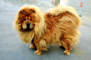 kahverengi chow chow köpek Avrupa İlleri