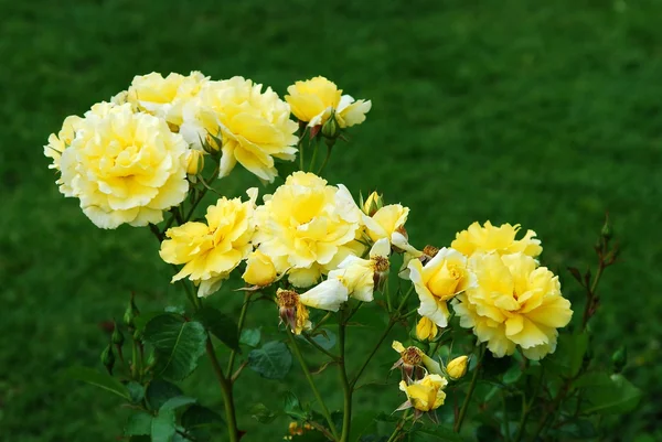 罗马城市花园中的黄玫瑰 — 图库照片