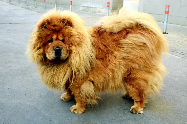 Brown chow chow cão que vive na cidade europeia — Fotografia de Stock