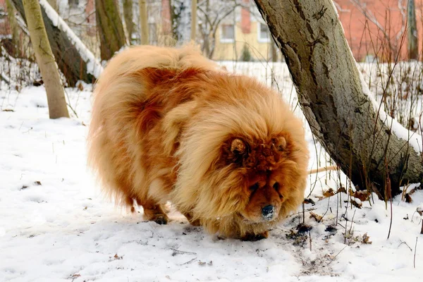 Brun chow chow hund lever i den europeiska staden — Stockfoto