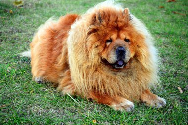 kahverengi chow chow köpek Avrupa İlleri