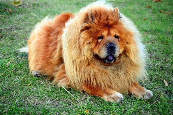 Brown chow chow cão que vive na cidade europeia — Fotografia de Stock