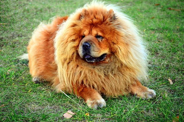 Brown chow chow dog living in the european city — Stock Photo, Image
