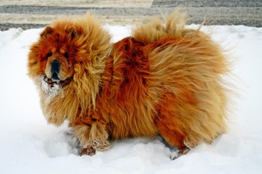 Chow Chow köpek Dina, güneş ve beyaz kar
