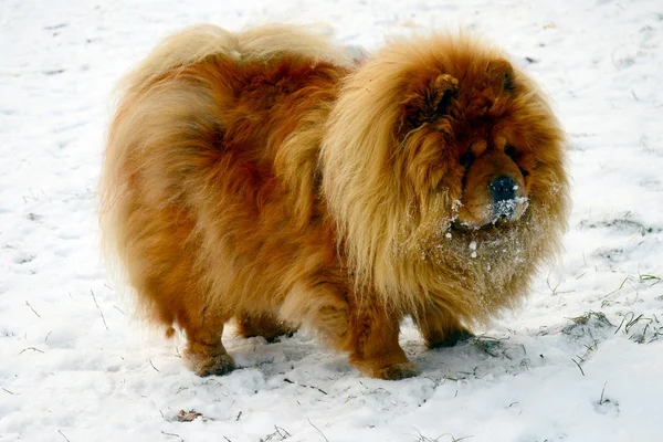 Brown chow chow cão que vive na cidade europeia — Fotografia de Stock