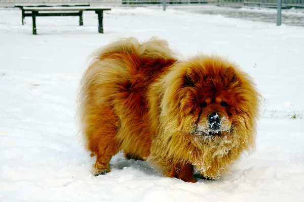 Brauner Chow-Chow-Hund in der europäischen Stadt — Stockfoto