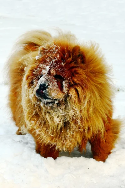 Brown chow chow perro que vive en la ciudad europea —  Fotos de Stock